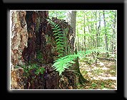 Fotogaleria Tarnica Jeziorka Tworylne