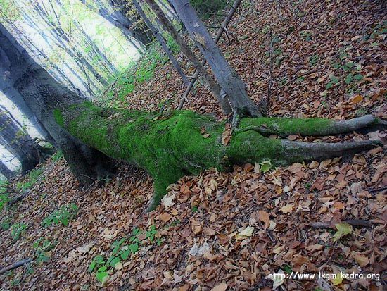 Bieszczadzkie fotografie, cerkwie, szczyty, widoczki