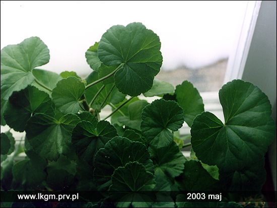 Podkarpacie Sanok Ustrzyki Lesko