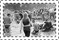 ary 99 - Przystanek Woodstock